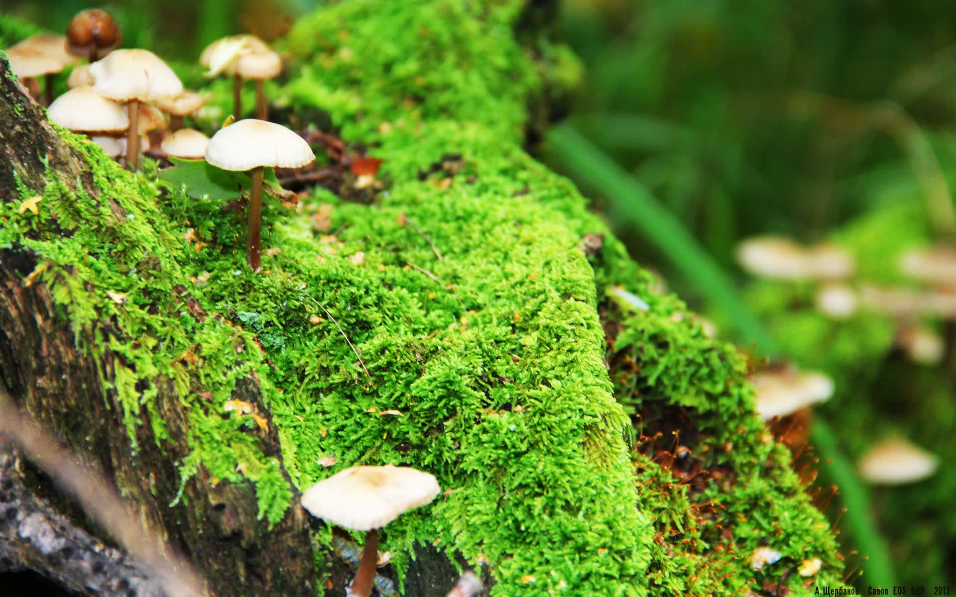 世界游艇挑战赛赛事志愿者荣誉证书电子化,游艇设计比赛